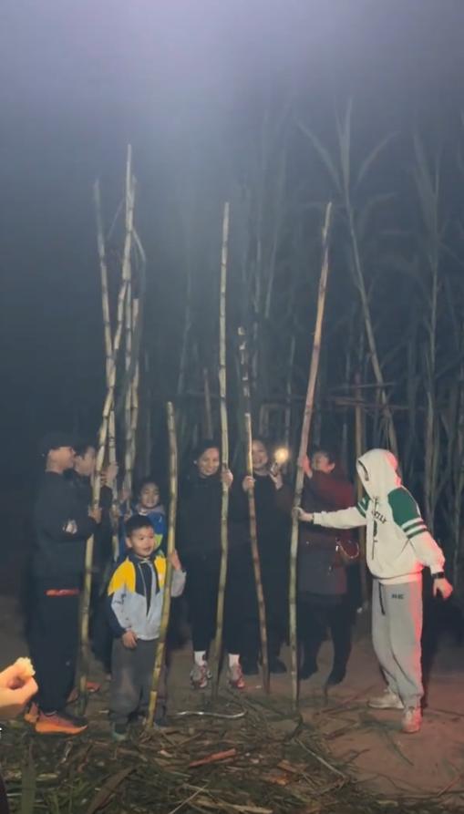 偷来的甘蔗就是甜:种植户举办体验式“偷”甘蔗,一天收入近万元